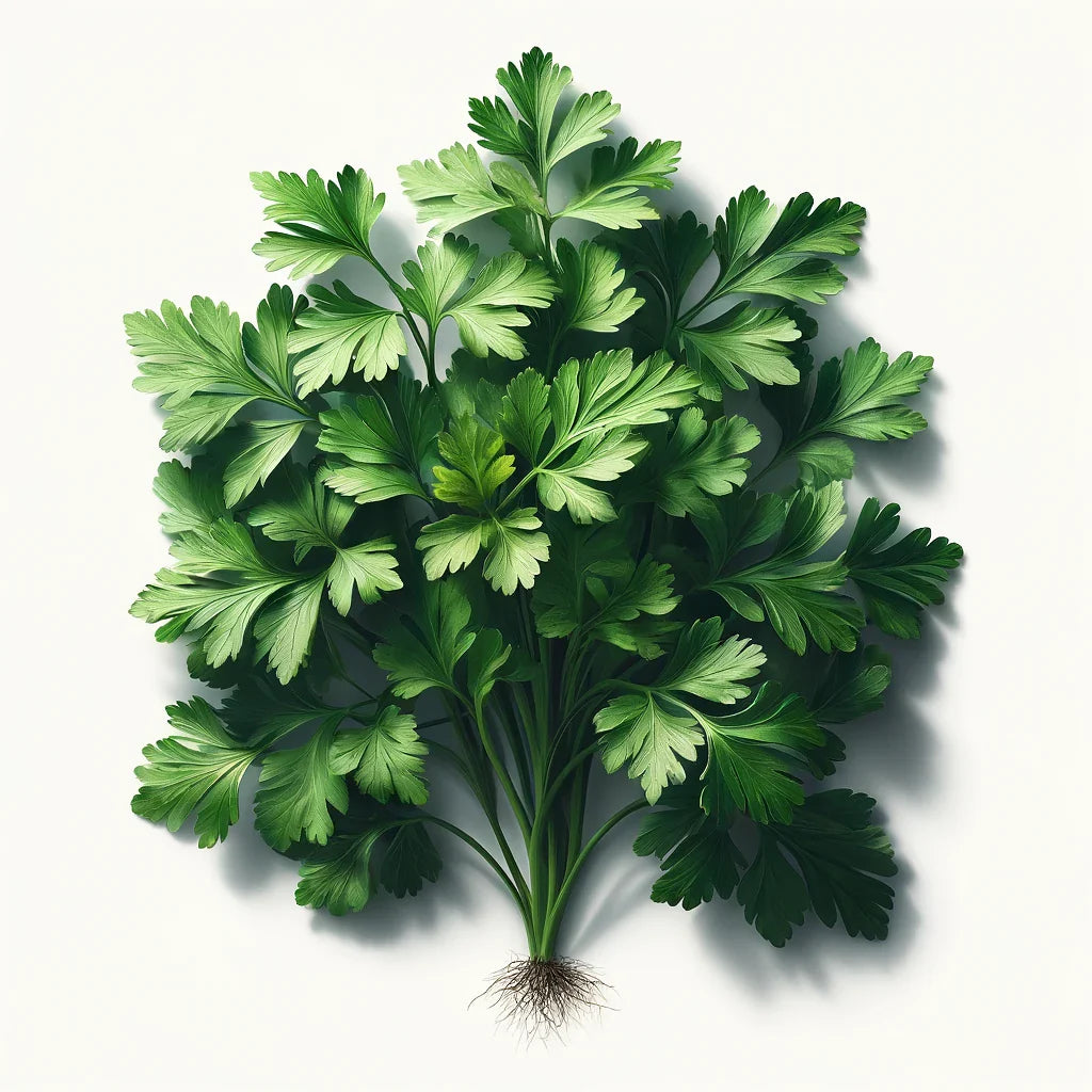 Aquager Technologies Parsley (Giant of Italy) (4x)