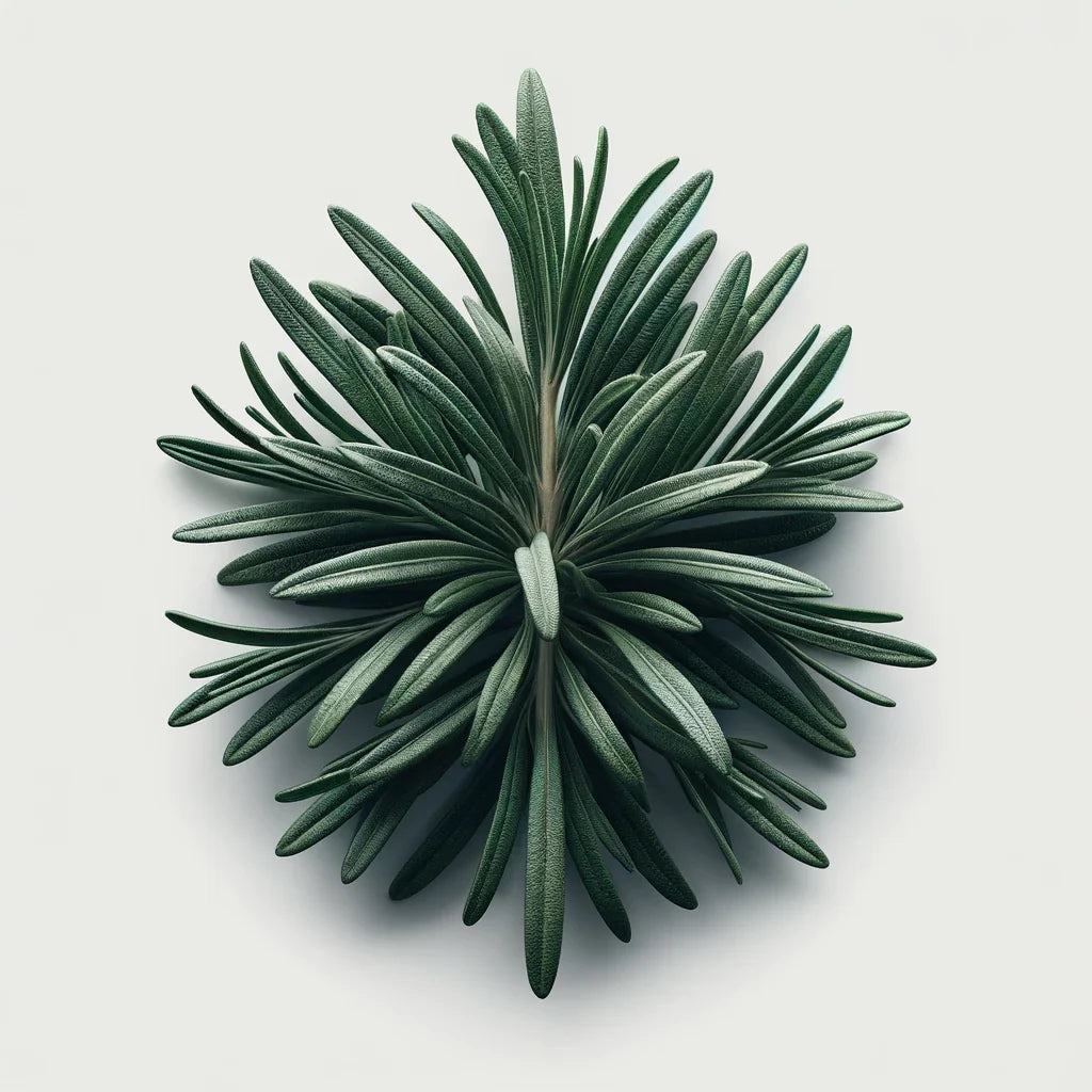 Aquager Technologies Rosemary (4x)