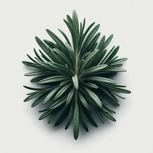 Aquager Technologies Rosemary (4x)