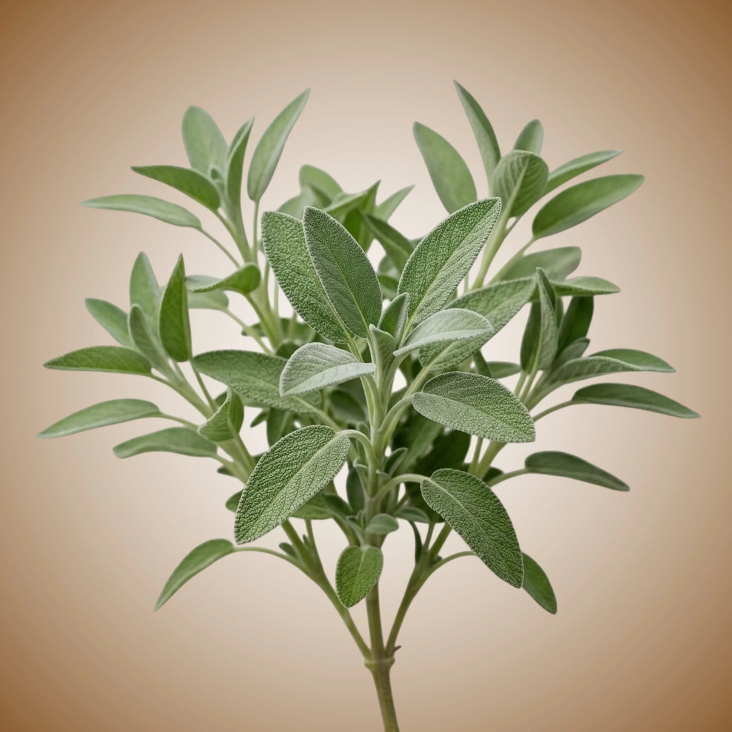 Aquager Technologies Sage (Common) (4x)