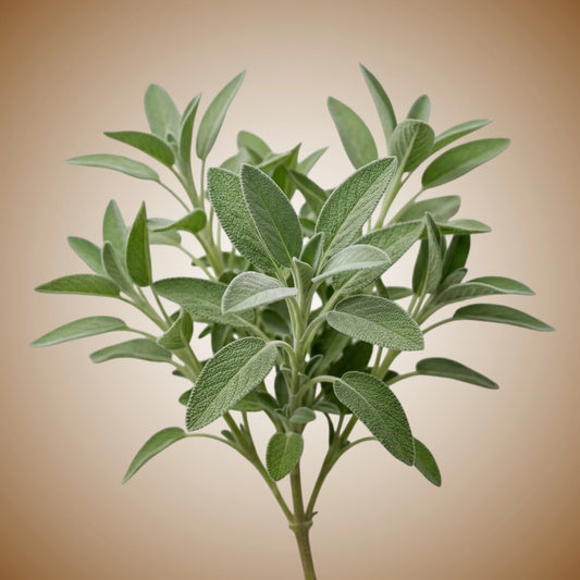 Aquager Technologies Sage (Common) (4x)