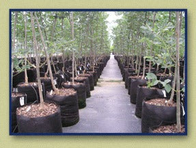 Smart Pot 5 gal 12" x 9.5" Pots & Containers product image 3