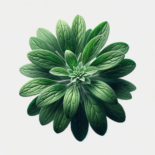 Aquager Technologies Stevia (4x)