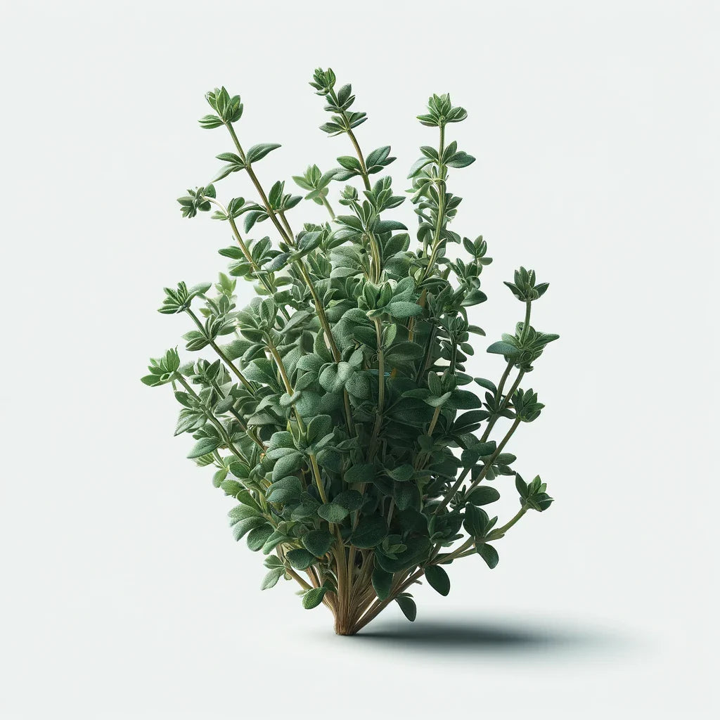 Aquager Technologies Thyme (Summer) (4x)