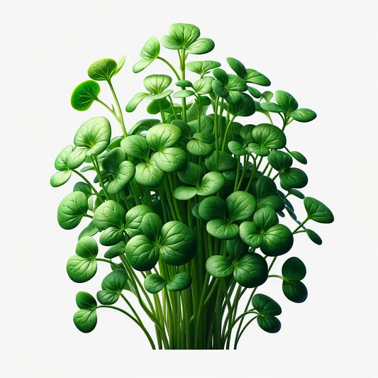 Aquager Technologies Watercress (4x)