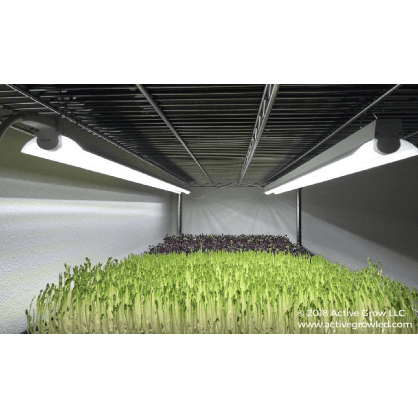 Active Grow 22W T5 4FT Horticultural Strip Light - Red Bloom Pro Spectrum AG/22STRIP/4FT/PR/2 Grow Lights 709402456025