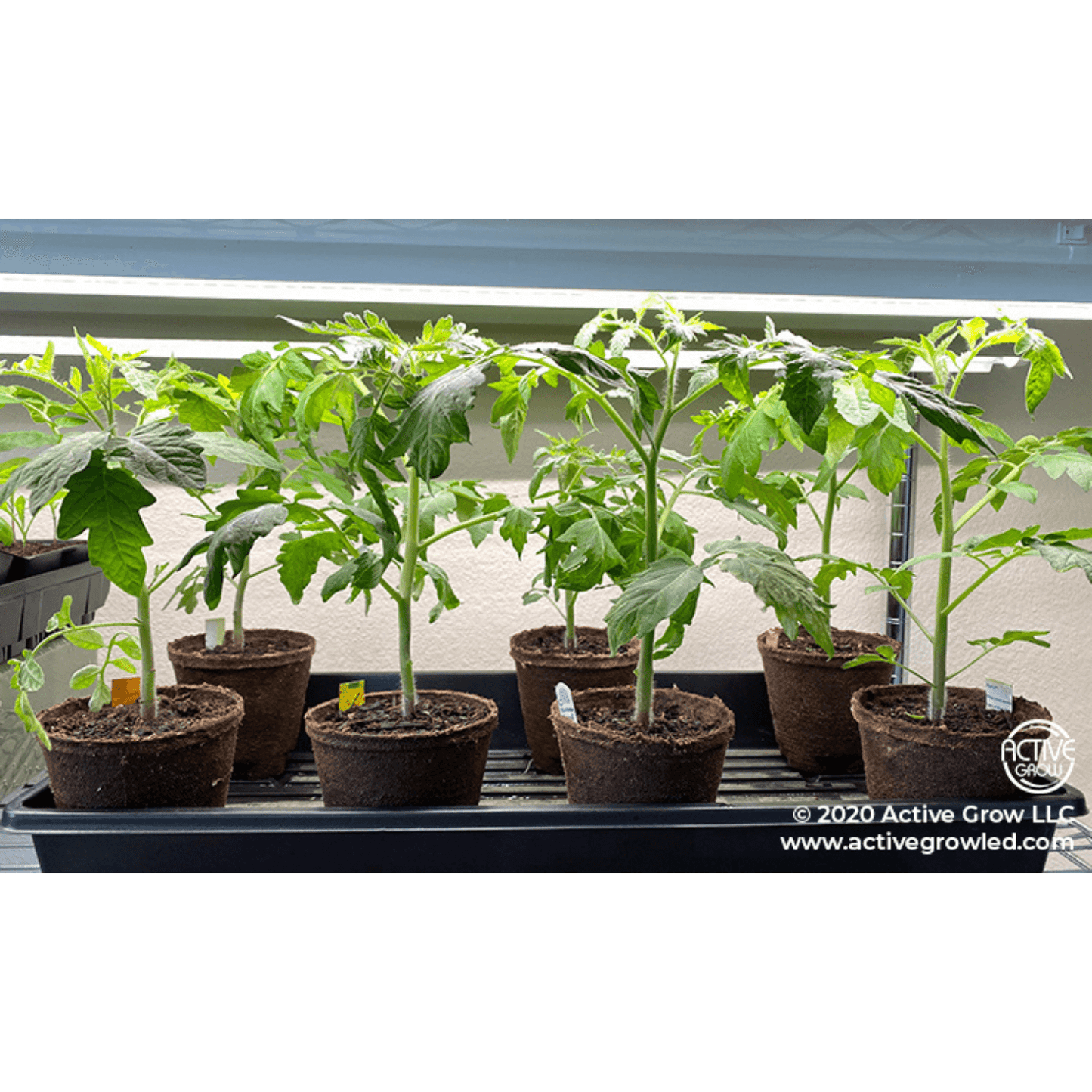 Active Grow 22W T5 4FT Horticultural Strip Light - Red Bloom Pro Spectrum | AG/22STRIP/4FT/PR/2 | Grow Tents Depot | Grow Lights | 709402456025