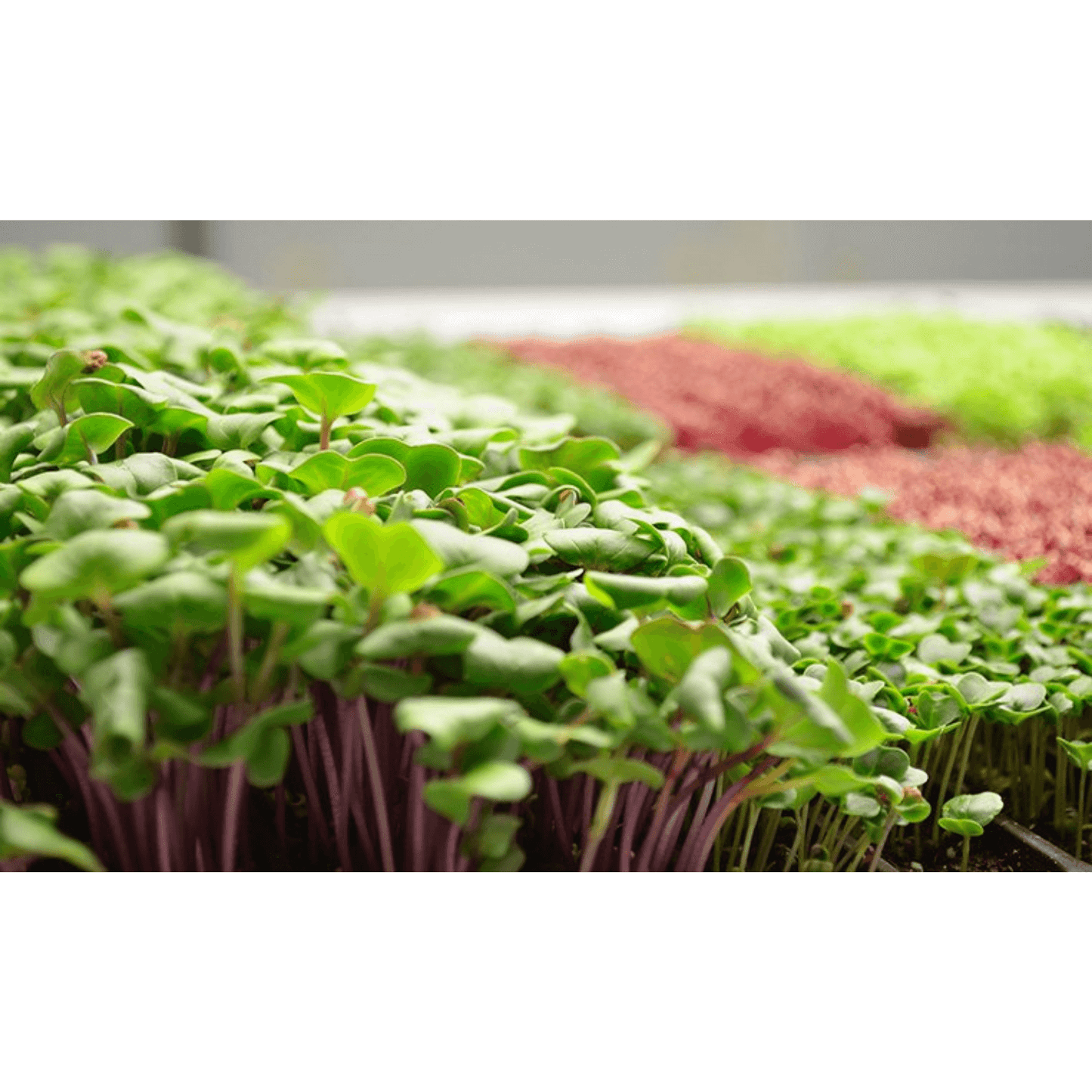 Active Grow 22W T5 4FT Horticultural Strip Light - Sun White Pro Spectrum | AG/22STRIP/4FT/PS/2 | Grow Tents Depot | Grow Lights | 752505498782