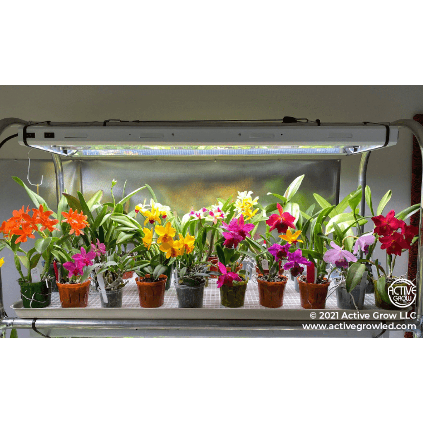 Active Grow 25W T5 HO Ballast Bypass 4FT Horticultural Lamp - Red Bloom Pro Spectrum | AG/25T5HOBB/4FT/PR/4 | Grow Tents Depot | Grow Lights | 618149217939