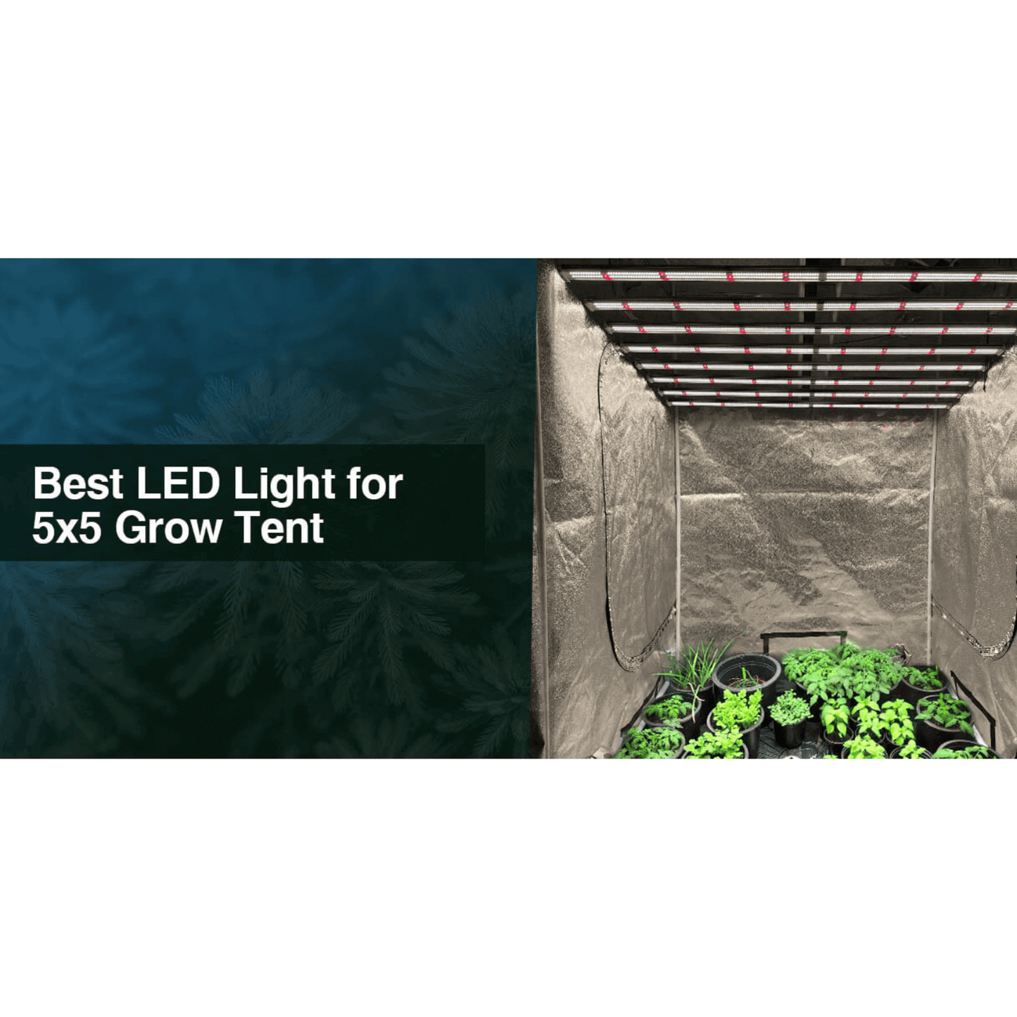 LED grow light setup in a 5x5 grow tent with thriving indoor plants.